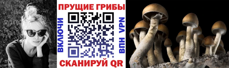 hydra ссылки  Волхов  дарк нет наркотические препараты  Псилоцибиновые грибы Psilocybe 